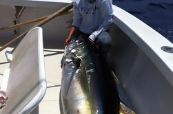 Pesca de Marlín y Atún