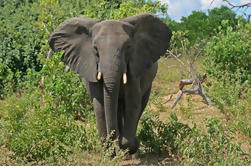 Excursão de 5 dias a Cataratas Vitória e Chobe National Park com vôo de ida e volta de Joanesburgo