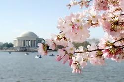3-Day Washington DC Cherry Blossom Bus Tour fra Boston