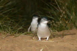 Phillip Island Penguin met kleine groep vanuit Melbourne