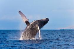 Zodiac Raft Whale Watching Aventura