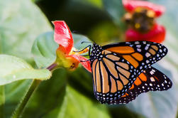 Exposiciones Ecológicas en Gamboa