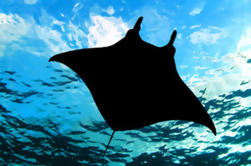 Manta Ray Notte Snorkel da Kona