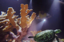 Night Snorkeling in Cancun