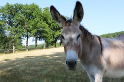 Private Day Trip: Land of Golden Stones Walking Tour with Donkey Companion