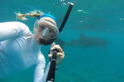 Snorkel con tiburones ballena de Cancún y la Riviera Maya