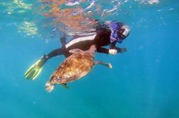 Snorkeling com Tartarugas em Tenerife