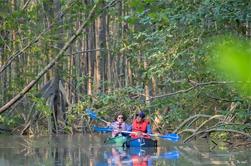 Excursión de exploración de kayak de manglar desde Puerto Jiménez