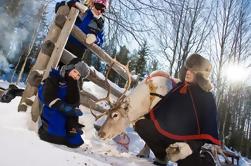 Lappland Snowmobile Safari zum Rentierfarm aus Rovaniemi