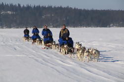 Lappland Thrill of Speed: 2-Stunden Husky Safari aus Rovaniemi