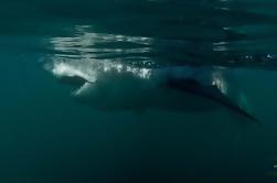 Gansbaai Shark Cage Diving