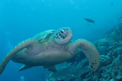 PADI Discover Scuba Diving no Parque Tunku Abdul Rahman em Kota Kinabalu sem Licença Requerida