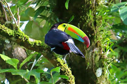 Bird Watching Tour a Hanging Bridges Parco