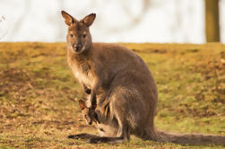 Zootastic Experience at Hartley's Crocodile Adventure from Cairns or Palm Cove