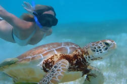 Excursión a la costa de Cozumel: Bahía de Akumal y laguna de Yal Ku