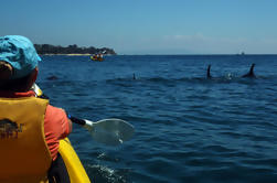 Mornington Peninsula Self-Guided Kayak Adventure for Two