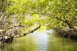 Mangrove Lagoon Tour à Cancun