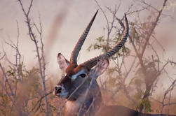 Safari Bushveld Safari de 2 dias a partir de Joanesburgo