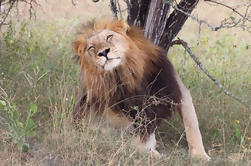 Safari de Aventura de Parque Kruger de 4 Dias de Joanesburgo