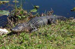 Everglades Airboat Ride and Wildlife Nature Show van Miami