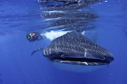 Aventura de natación de tiburón ballena en Cancún