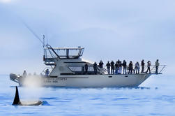 Victoria Whale Watch Tour