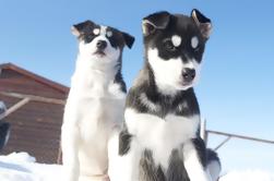 Experiencia de formación de perrito en una granja de Husky en Tromso