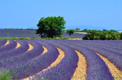 Provence lavendelvelden en Aix-en-Provence Tour van Marseille