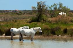 Tour privado de la Provenza: la Camargue