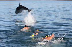 Encuentro de Delfines en la Bahía de las Islas