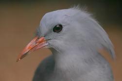 Visite d'oiseaux et de faune de Nouméa