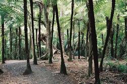 Auckland Shore Excursion: Small-Group Coast og Rainforest Tour