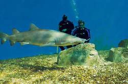 Tampa Shore Excursion: Buceo con los tiburones en el acuario de la Florida