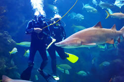 Buceo con los tiburones en el acuario de Florida en Tampa Bay