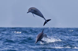 Dolphin Watching Cruise fra Muscat