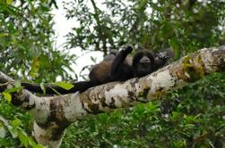 Full-Day Safari op de rivier de Sarapiqui uit San Jose