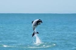 Akaroa Shore Ausflug: Akaroa Harbour Nature Cruise