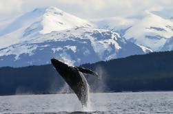 Juneau Whale-Watching Cruise und Brauerei Tour