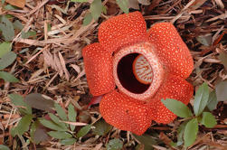 Rafflesia Flower and Gunung Gading National Park Safari from Kuching