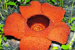 Tambunan Day Trip from Kota Kinabalu: Rafflesia Flower and Rainforest Trek