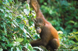 Tournée de deux jours en petits groupes: la ville de Sandakan et l'expérience de la faune de Sabah