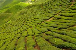 Aventura de 2 días en Cameron Highlands desde Kuala Lumpur