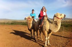 1 día de excursión semi-Gobi incluyendo almuerzo y paseo libre a caballo o caballo