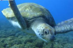 Snorkeling com tartarugas guiadas com imagens em Tenerife