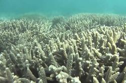 Segeln Tagesausflug zur Menai Bucht von Sansibar