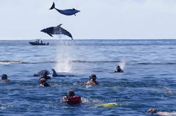 Bahía de las Islas Dolphin Cruise