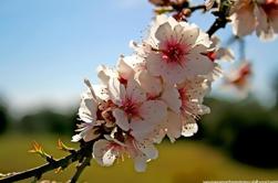 Tour de grupo de almendros en flor con Douro Degustación de vinos DOC y Museo Côa