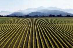 Excursão de Marlborough do vinho do dia inteiro de Picton ou de Blenheim