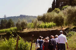 Vins de Valpolicella et dégustation de vin d'Amarone à Vérone