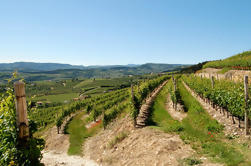 Dégustation d'Amarone à Vérone à Cantine Tommasi